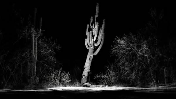 See the Sonoran Desert in a whole new way