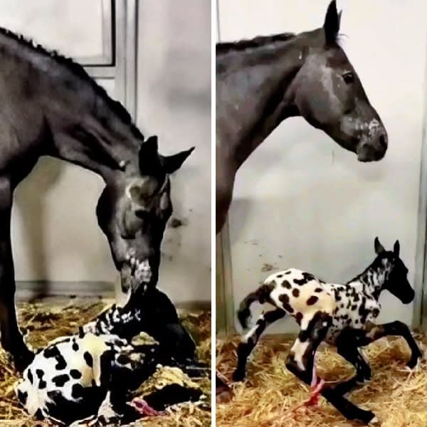 Horse gives birth to foal - when the vet sees it, he says "that's not a foal".