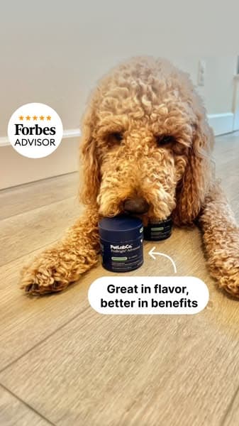 Dental Care Dogs Look Forward To