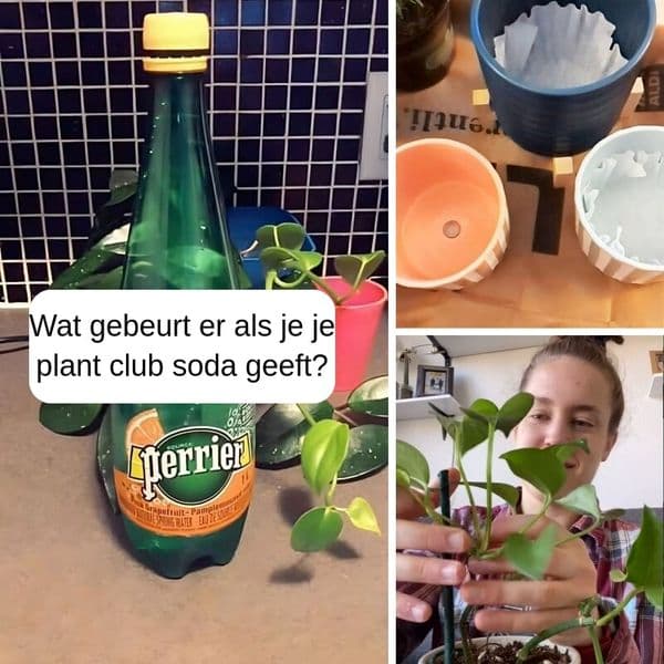 32+ Foolproof Kamerplanten Hacks