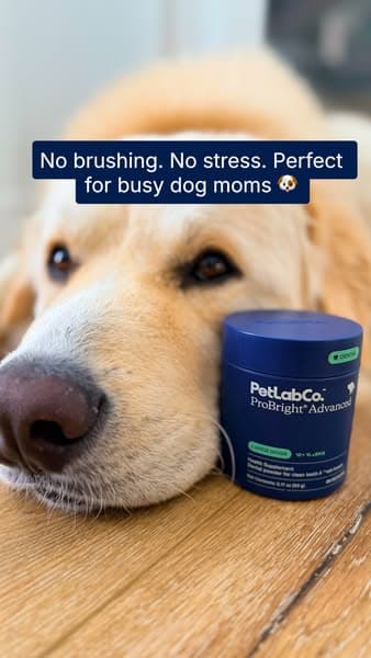 What Busy Dog Moms Use Instead
