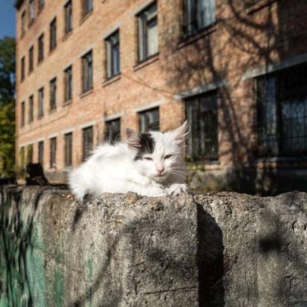 New Animal Species Taking over at Chernobyl - Check Out Our Full List.