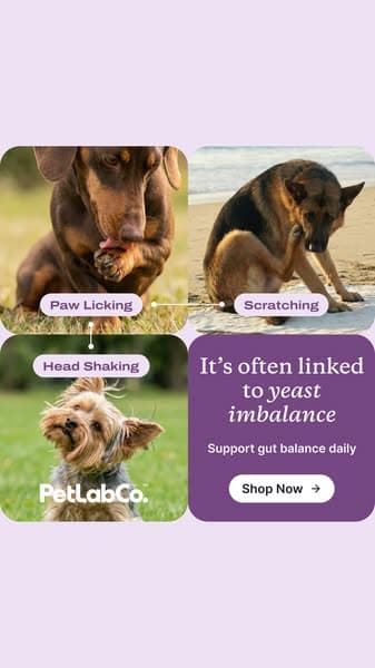 92% of Dogs Love It From Day One