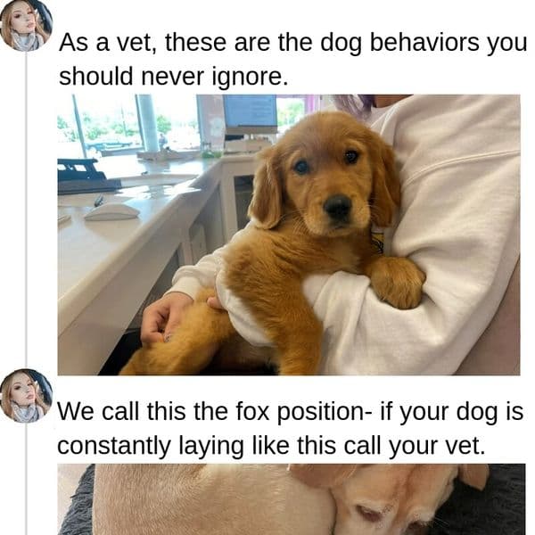 35+ Dog Behaviors That Shouldn't Be Ignored