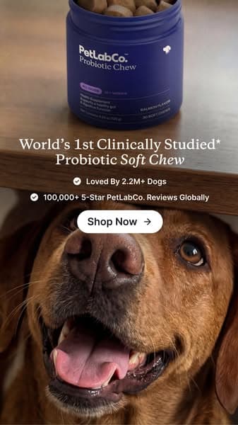 Finally a dog probiotic soft chew really built by science