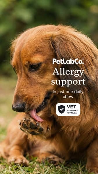 Stop Guessing. Give Them the Allergy Support Vets Trust