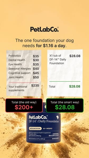 Replace $200+ In Dog Supplements With 1 Scoop