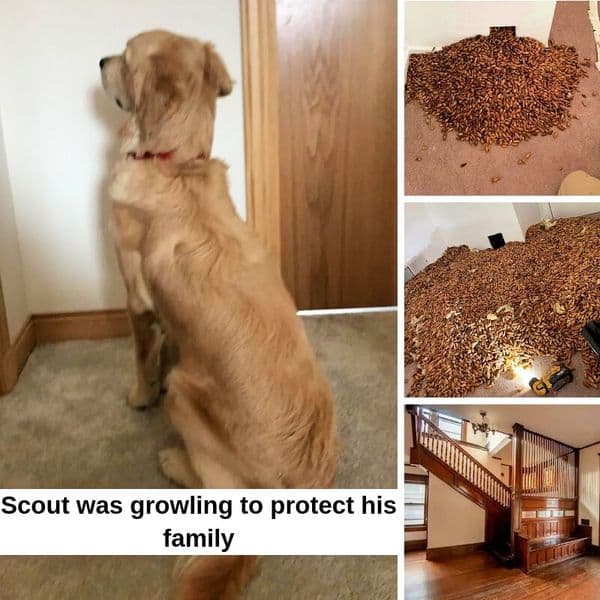 The Truth Behind The Family Dog's Howling And Why His Owner Then Tore Down The Wall